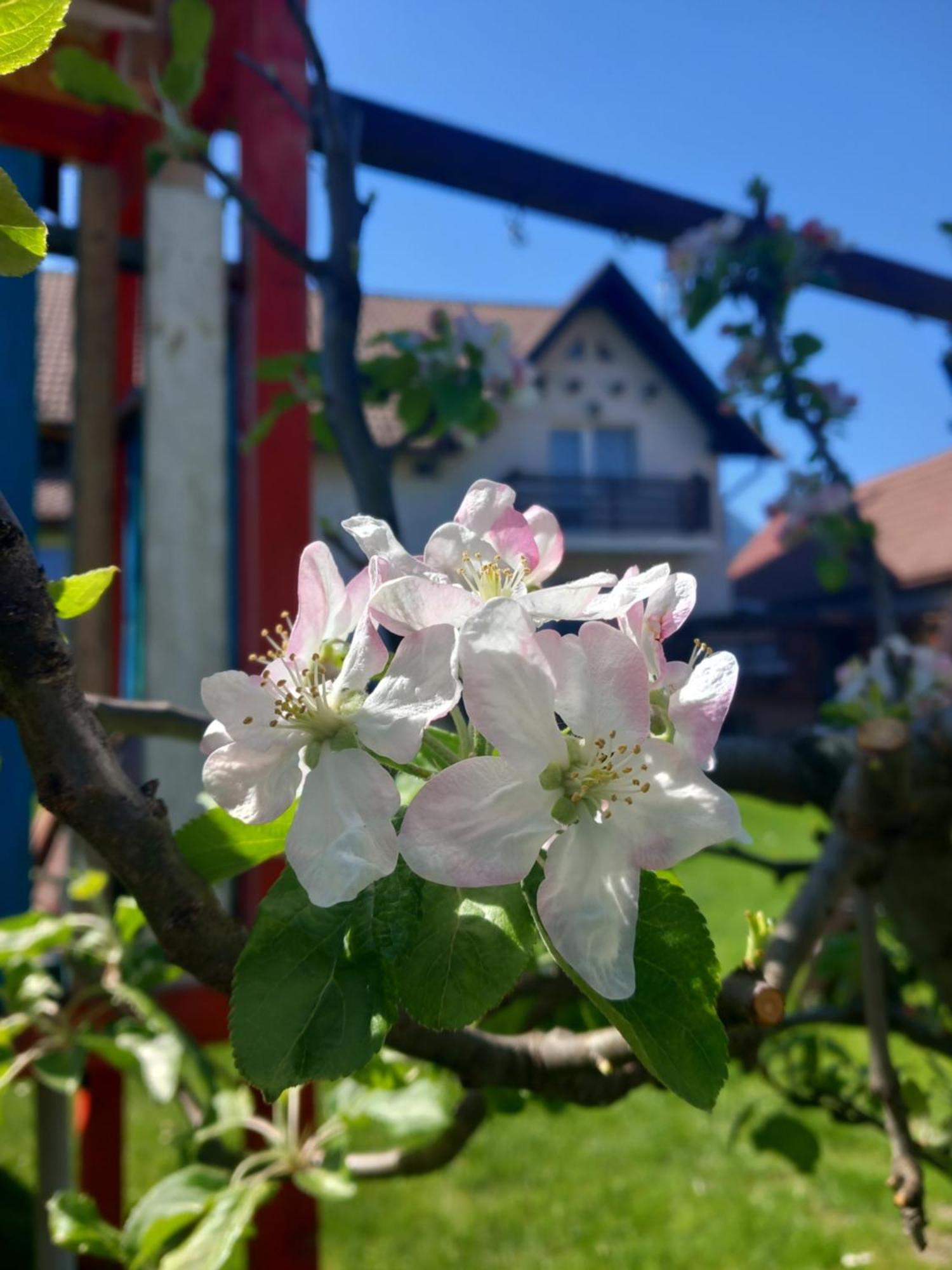 Apartamento Edelweiss Ilinca Zărneşti Exterior foto