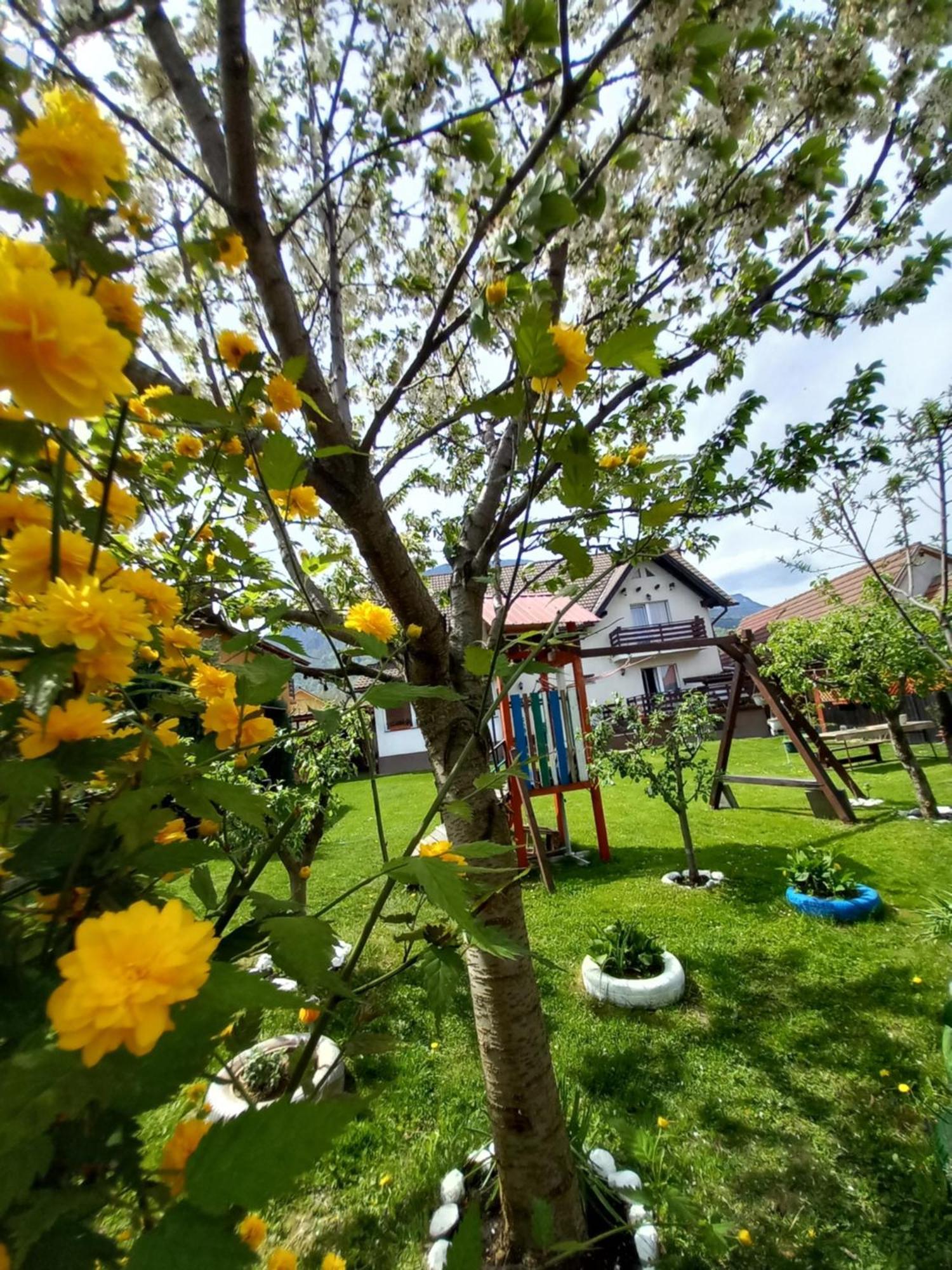Apartamento Edelweiss Ilinca Zărneşti Exterior foto